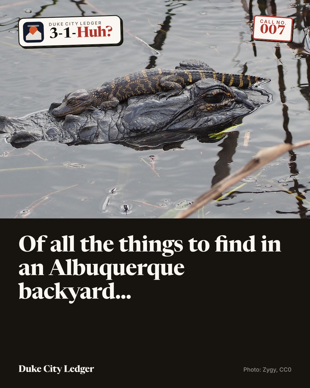 A baby alligator resting on the head of an adult alligator in dark water.