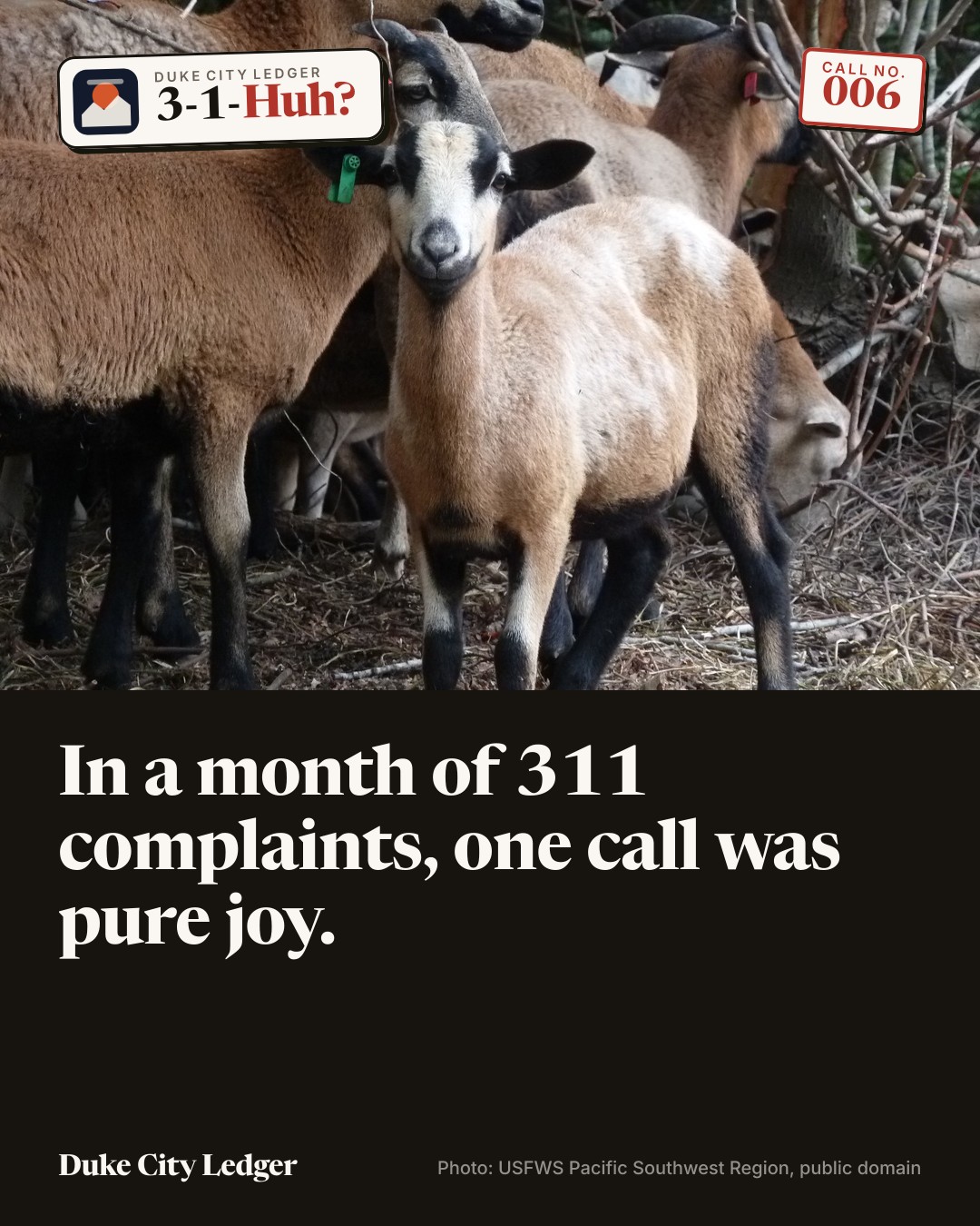A small herd of goats and sheep standing in dry brush.