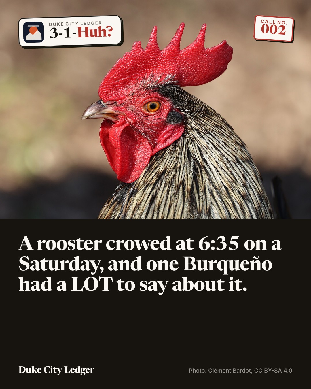 A close-up portrait of a rooster with a bright red comb.